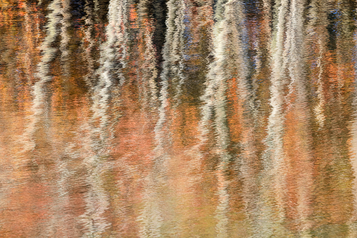 Abstract;Abstraction;Autumn;Blue;Branches;Brown;Calm;Concepts;Cool Colors;Cool Palette;Cool Tones;Fall;Fall Creek Falls State Resort Park;Forest;Forested;Gold;Green;Greens;Healing;Health care;Healthcare;Leaf;Leaves;Line;Minimalism;Mirror;Modern;Nature;Oneness;Pastoral;Personal;Pool;Ripple;Shape;State Park;Sunlight;Tan;Tennessee;Timber;Timberland;Tree;United States;Water;Waterscape;Wood;Woodland;Woods;Yellow;biophilic design;biophilic interior design;color;contemporary;contemporary art;foliage;lake;leaves;limbs;modern art;pattern;peaceful;plants;reflection;reflections;restful;serene;soothing;sunlit;texture;tranquil;tree;tree limbs;trees;trunk;zen